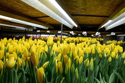 culture industrielle tulipe